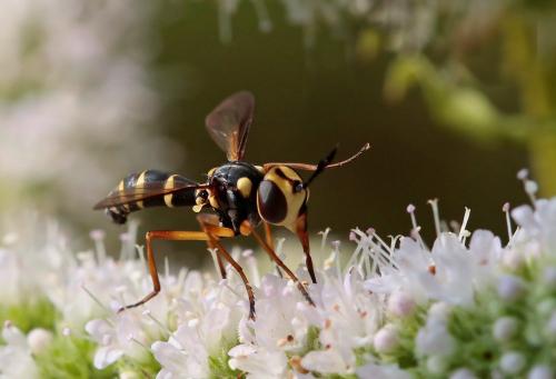 Conops scutellatus